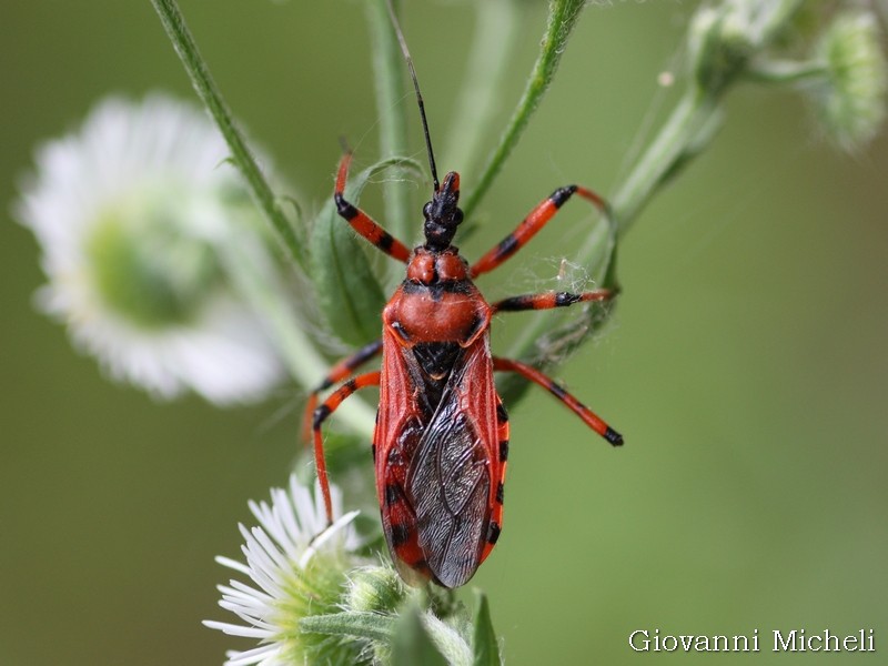 Rhynocoris ...specie?  Rhynocoris cfr. rubricus (Reduviidae)